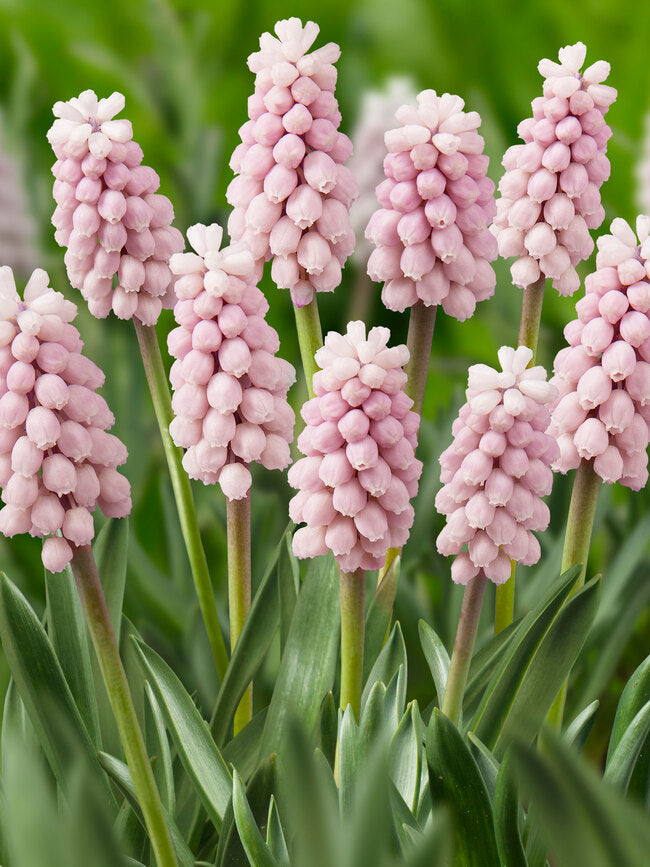 Bulbi de Muscari "Pink Sunrise", 5 Bucati