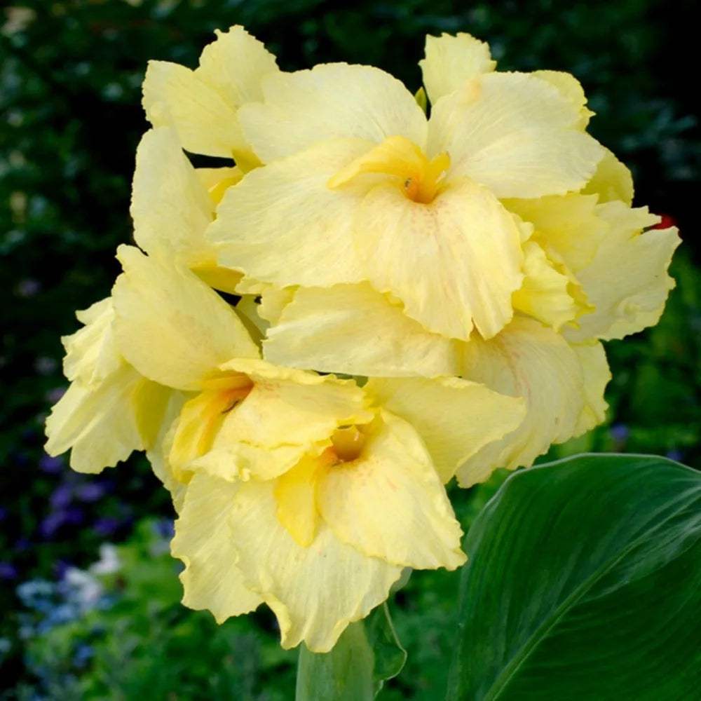 BULB002869_facb53d3-98e0-4a7c-a56e-f6bc656708fd - Fitza Florilor