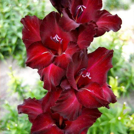 Bulbi de Gladiole "Azurro", 7 Bucati