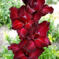 Bulbi Gladiole - Azurro - 5 buc
