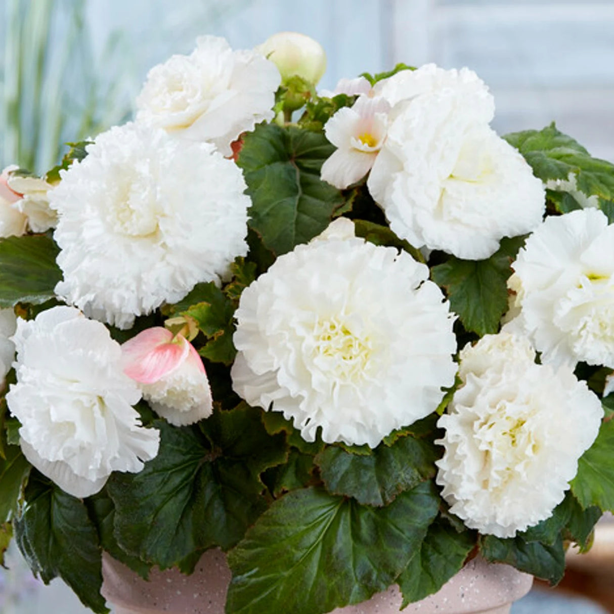 Bulbi de Begonia "Double", Alb, 1 Bucata