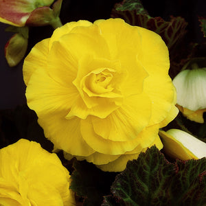 Bulbi de Begonia "Double", Galben, 1 Bucata