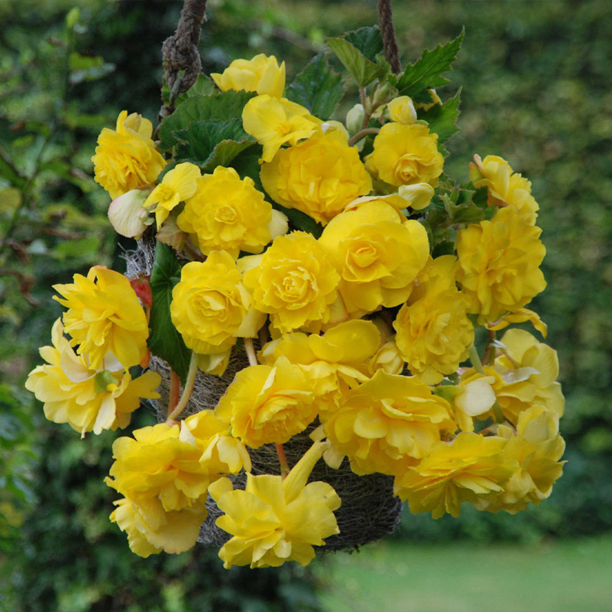 Bulbi de Begonia "Cascade", Galben, 1 Bucata