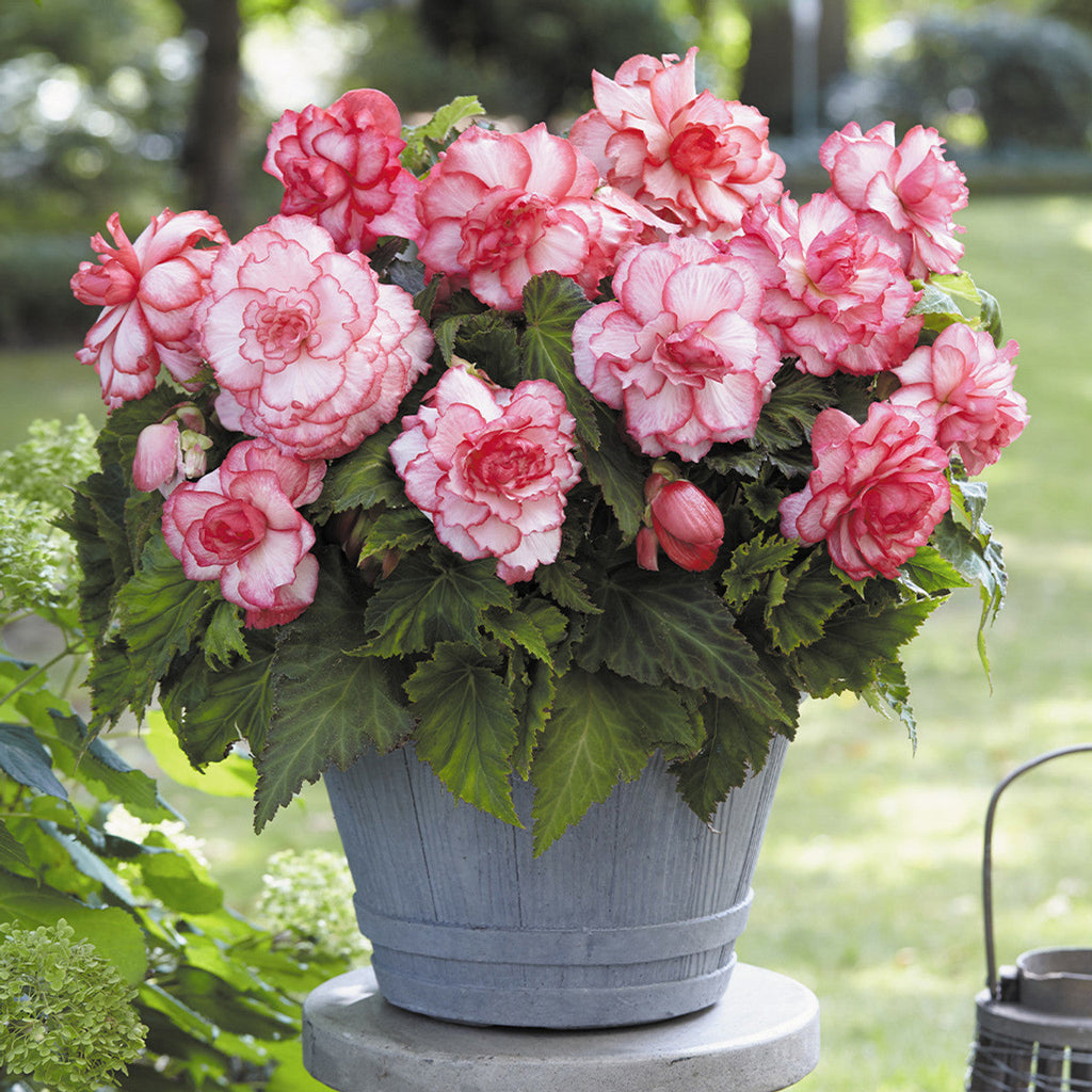 Bulbi Begonia - Bouton de Rose - Roz - 2 Bucăți