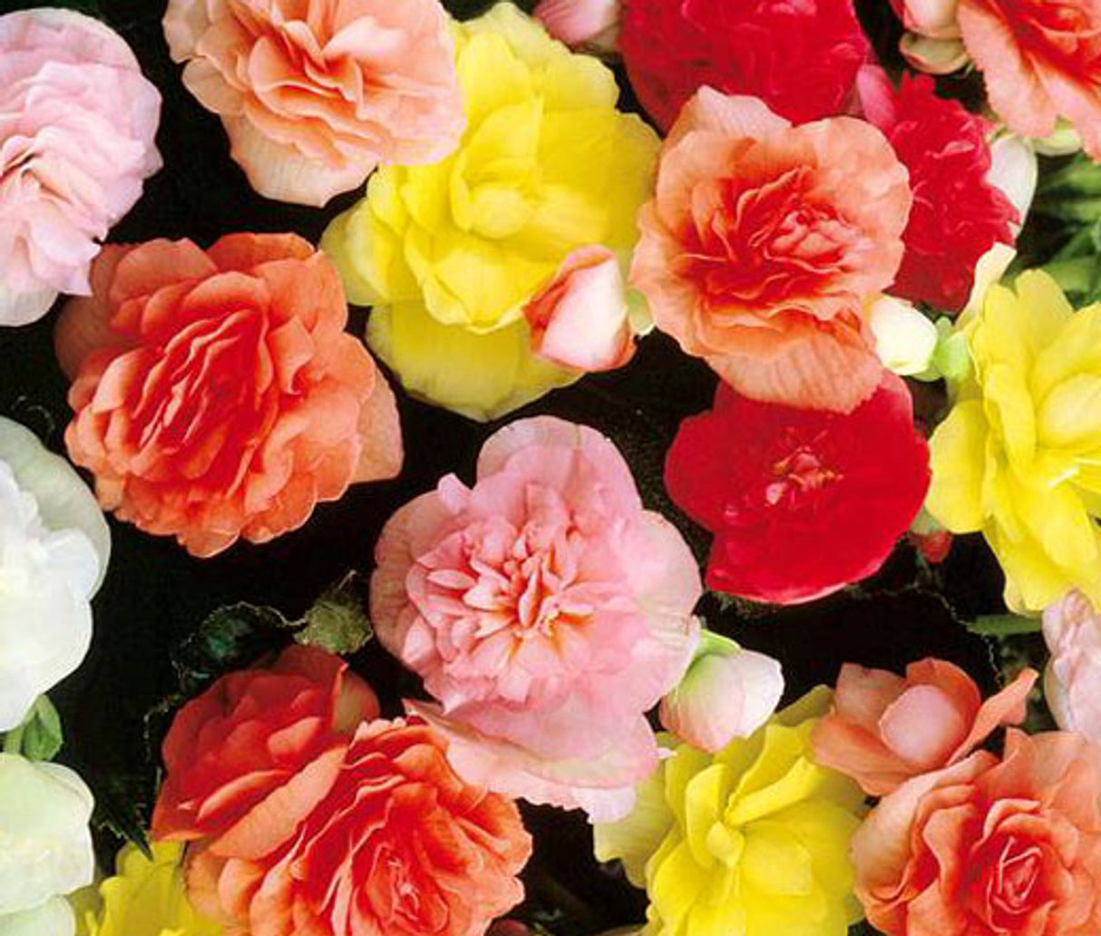 Bulbi de Begonia "Double Mix", 5 Bucati