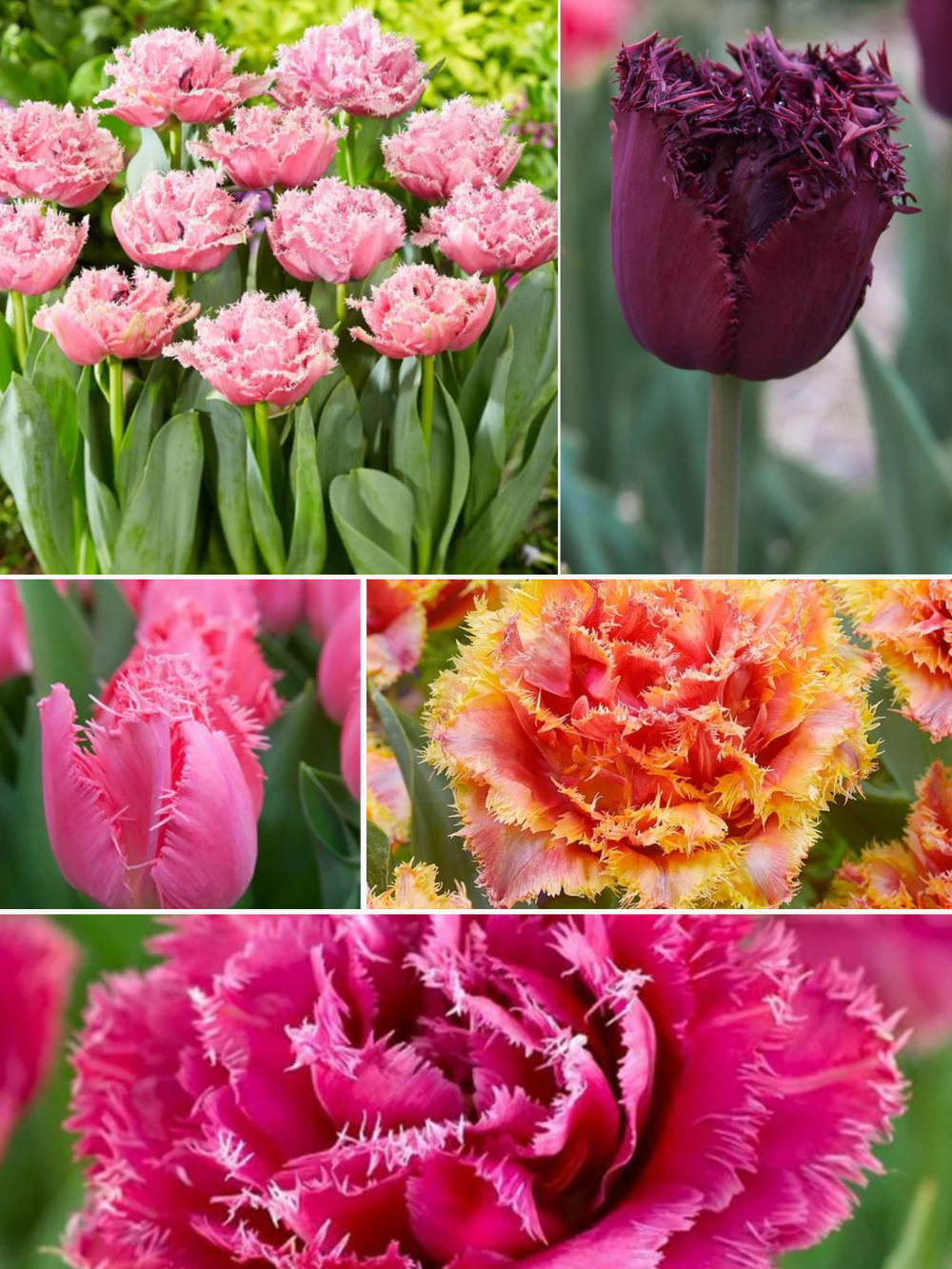 Pachet Promotional Bulbi de Lalele Franjurate - 50 buc