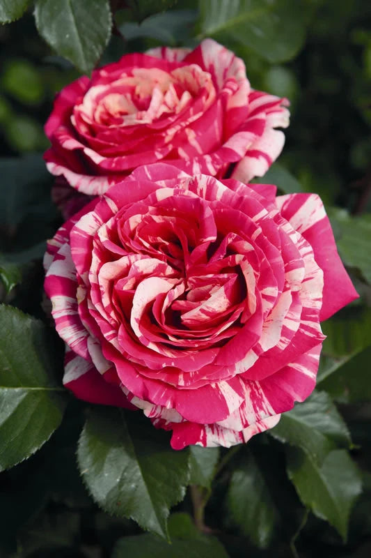 Trandafiri Butași Teahibrizi - Best Impression