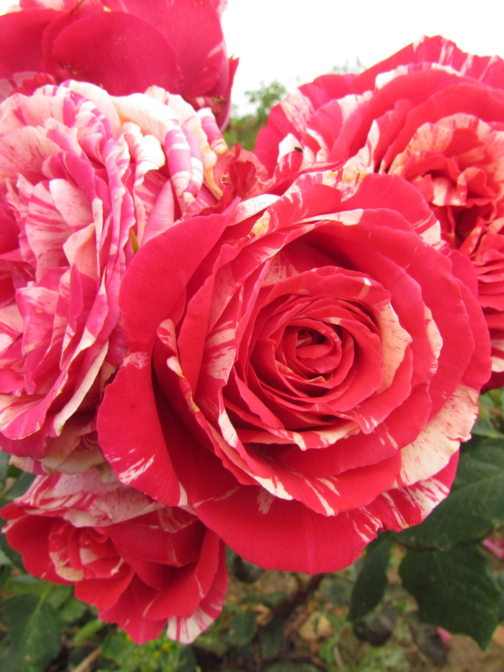 Trandafiri Butasi Teahibrizi - Best Impression - 1 buc