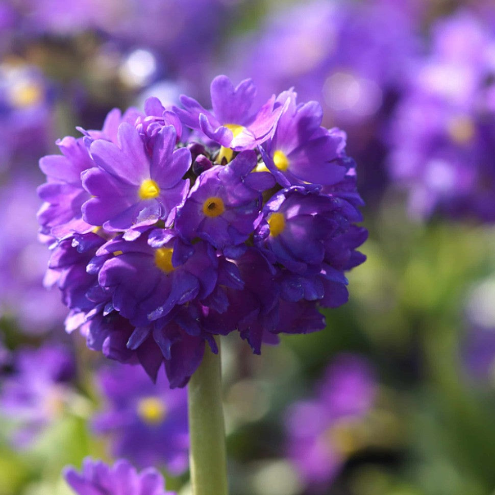 Primula ''Denticulata Blauw''