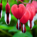 Bulbi de Dicentra "Cerceii Doamnei", Valentine