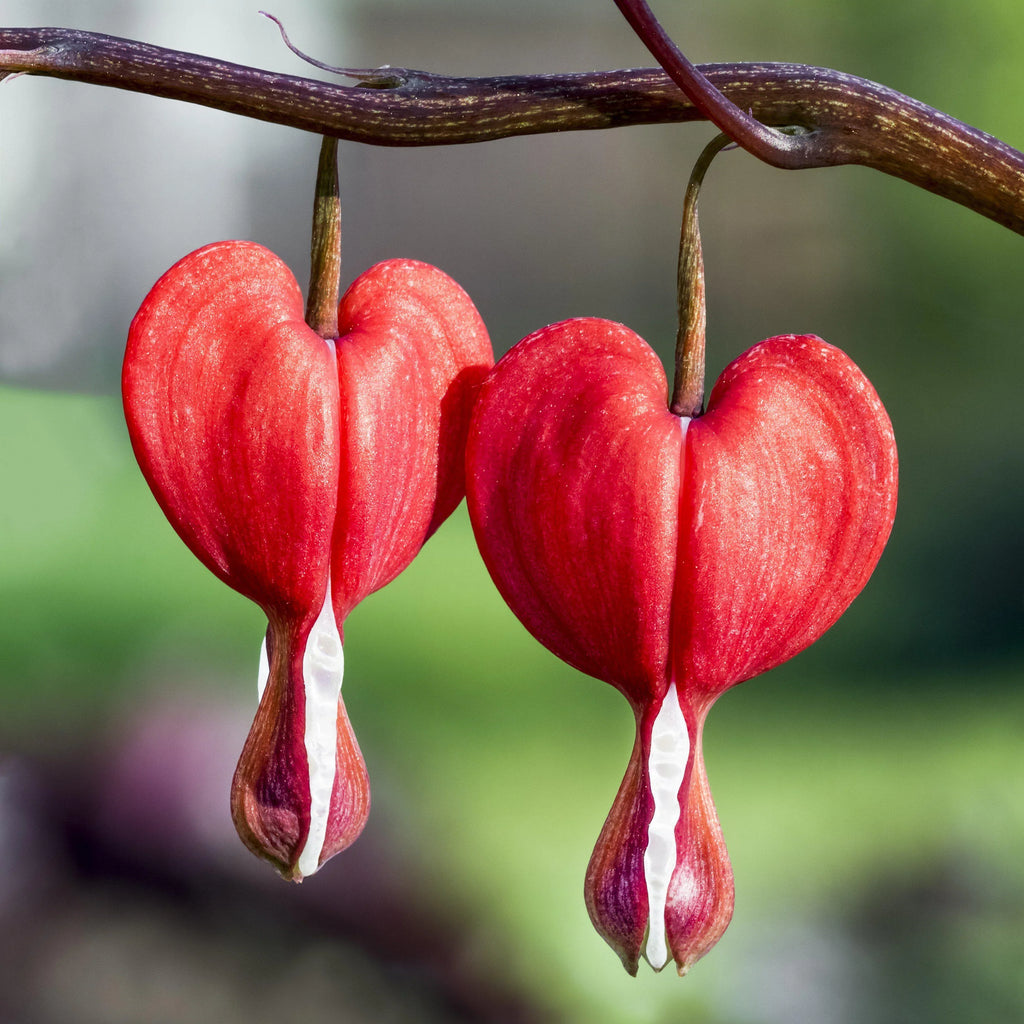 Bulbi de Dicentra "Cerceii Doamnei", Valentine