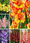 Bulbi Gladiole - Pachet Promotional Mixt - 50 buc