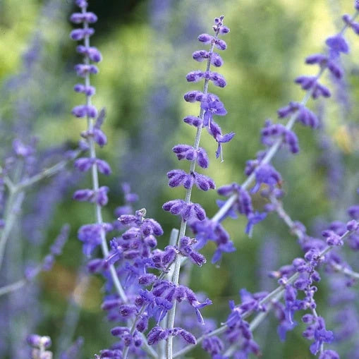 Perovskia "Blue Spire" (Salvie Rusească)