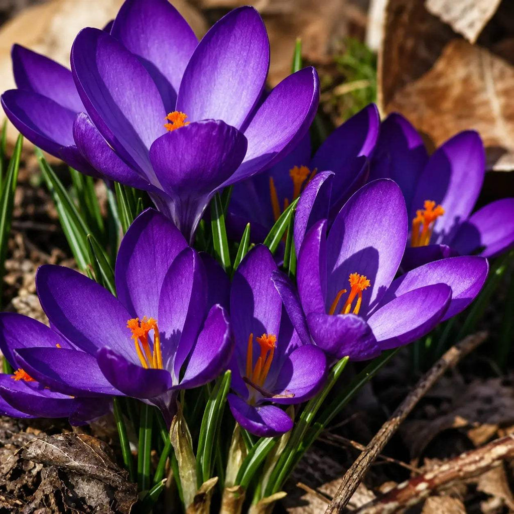 Br_ndu_e_Barr_s_Purple_Tommasianus - Fitza Florilor