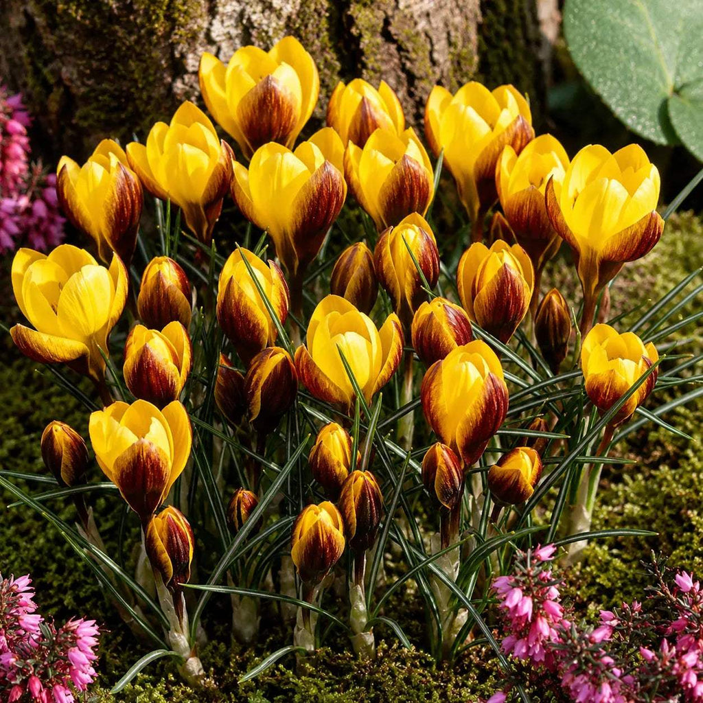 Br_ndu_e_Fuscotinctus_Chrysanthus - Fitza Florilor