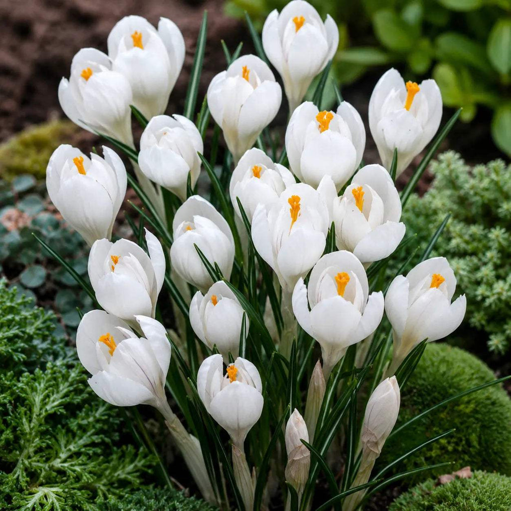 Br_ndu_e_Jeanne_d_Arc - Fitza Florilor