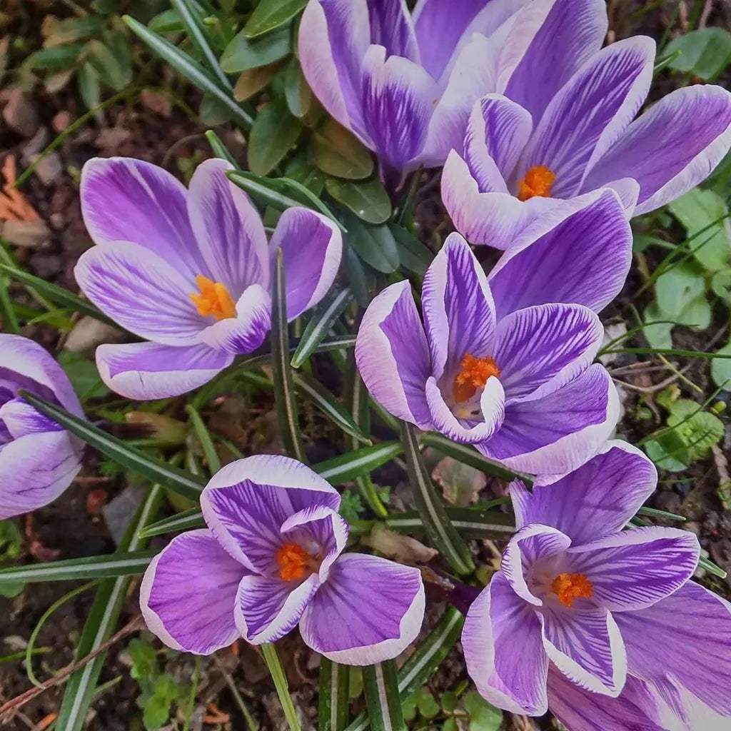 Br_ndu_e_King_of_the_Striped_Vernus - Fitza Florilor