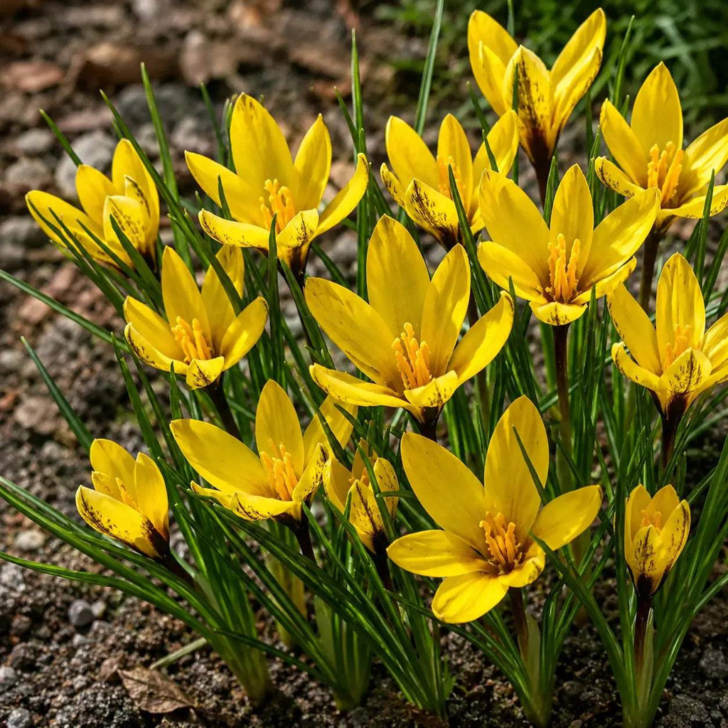 Br_ndu_e_Korolkowii_2 - Fitza Florilor