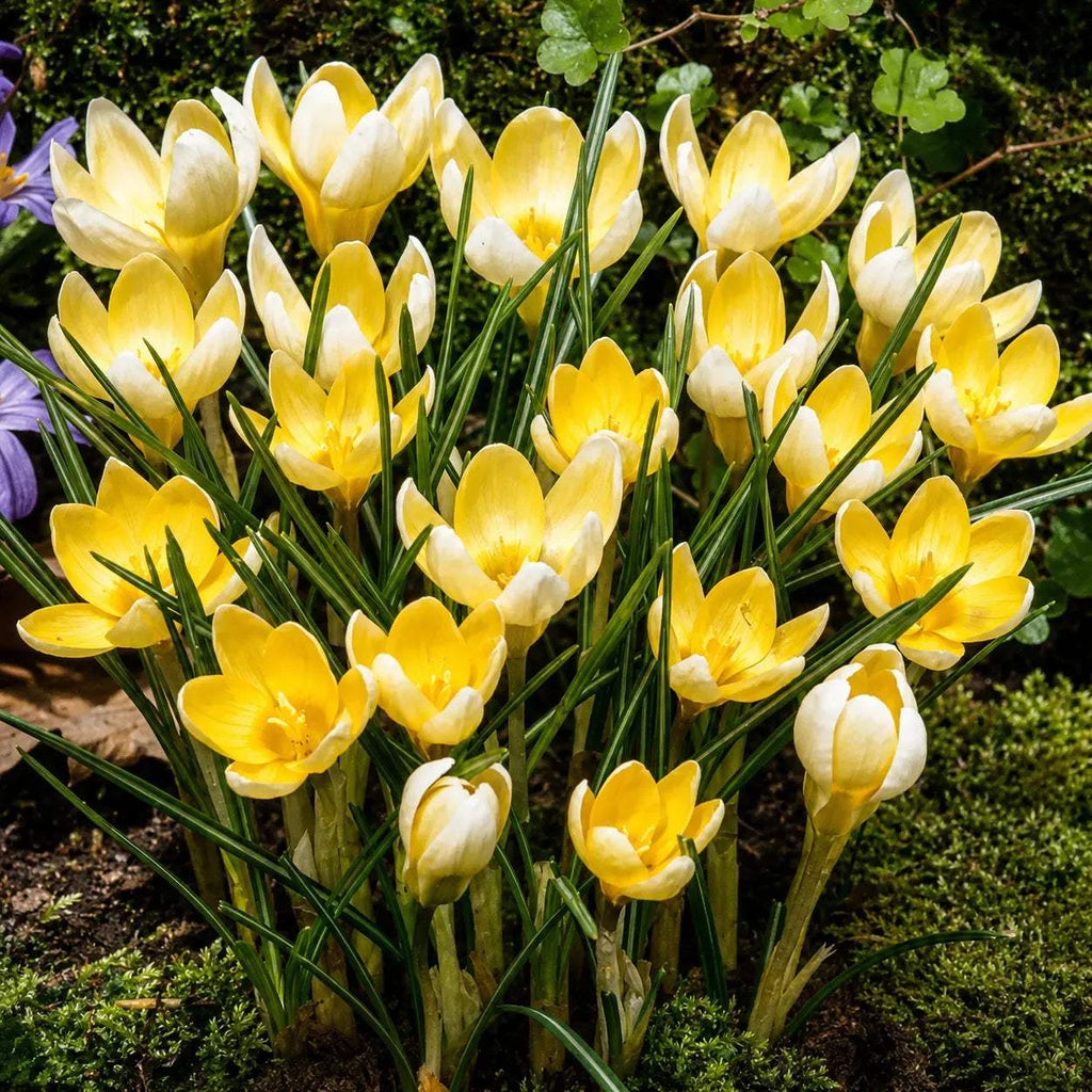 Br_ndu_e_Romance_Chrysanthus_4 - Fitza Florilor