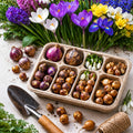 Breez Pachet Mix cu flori de sezon în culori variate și parfum delicat, colecție de plante ornamentale ideale pentru grădini, terase și balcoane, oferind un decor floral bogat și plin de prospețime