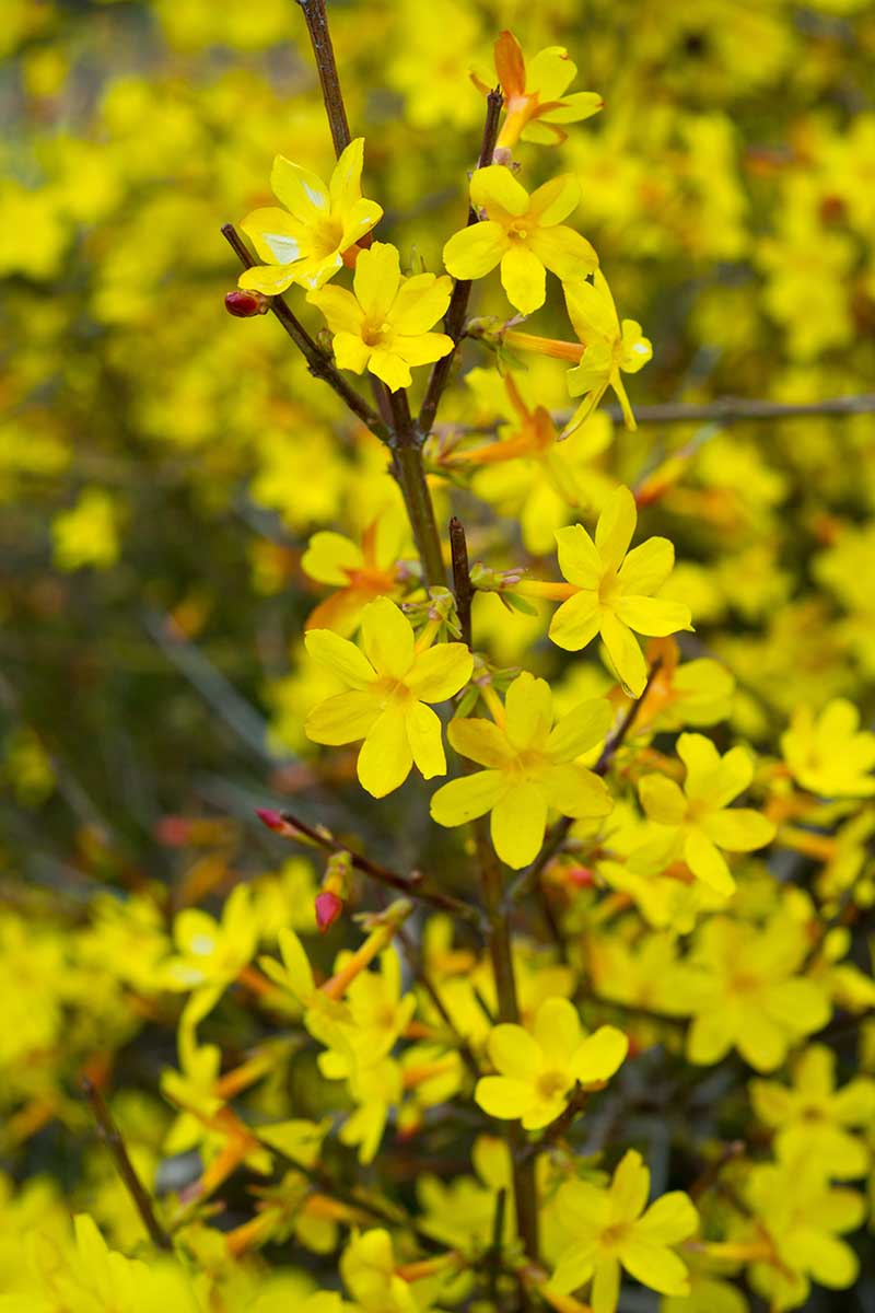 Iasomie de Iarna "Jasminum Officinale", Galbena, la Ghiveci de 3L, 1 Bucata