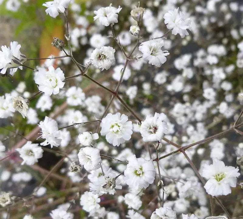 Gypsophila Paniculata - Bristol Fairy - 2 bucati