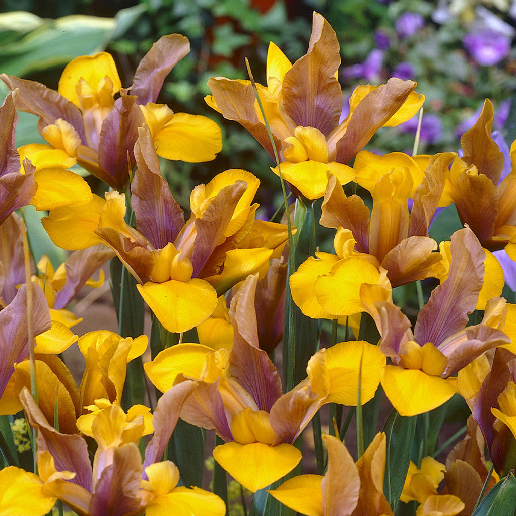 Bulbi Iris - Bronze Queen - 5 Bucăți