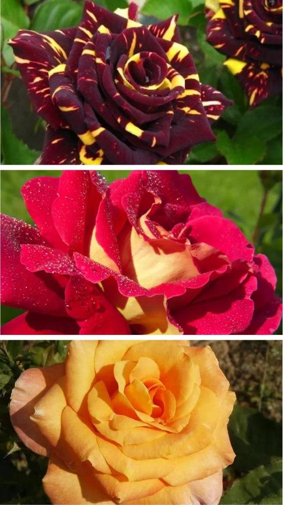 Pachet Promoțional Trandafiri Mixt - Ghiveci de 3L - 3 buc