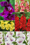 Bulbi Gladiole - Pachet Promotional Mixt - 100 buc