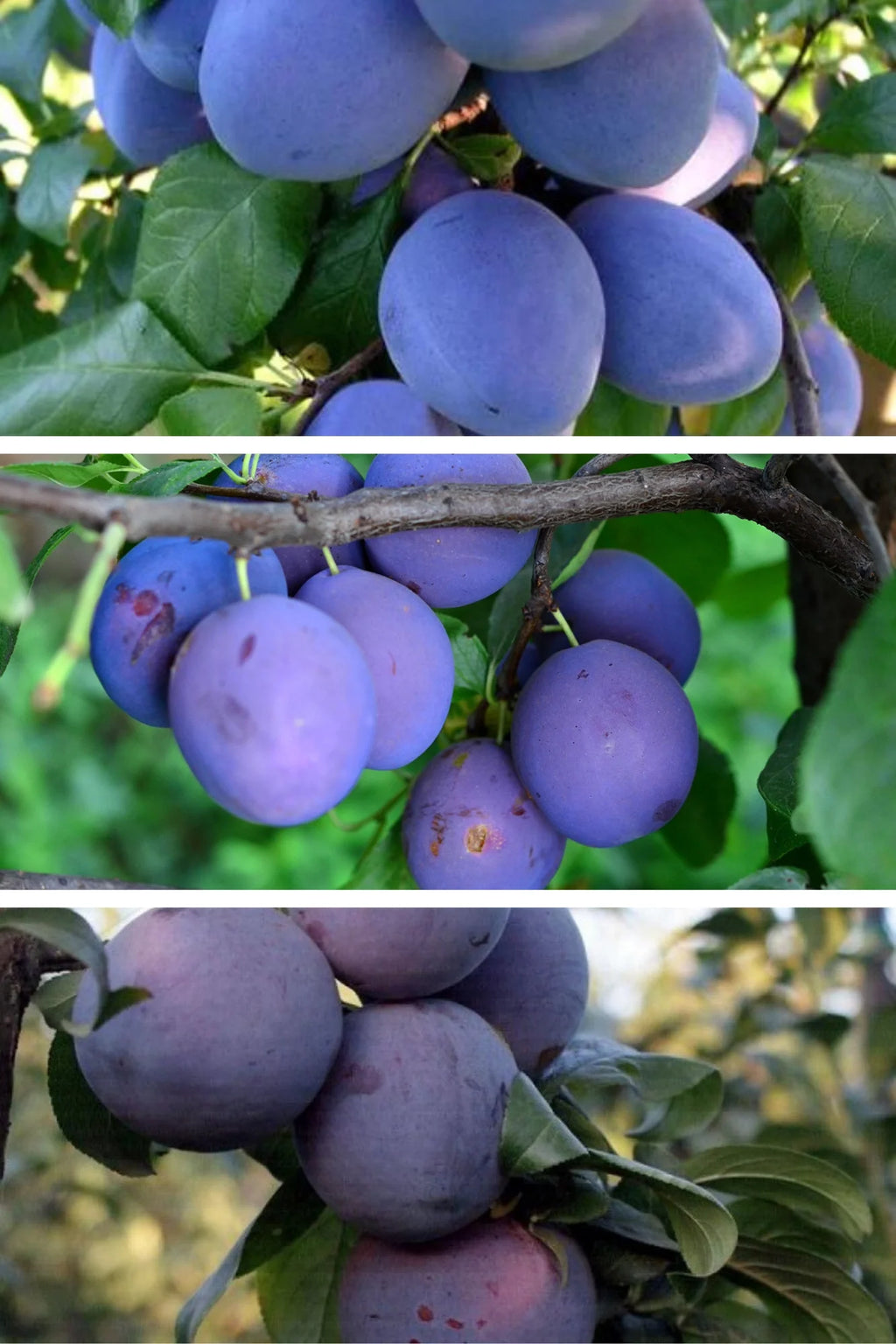 Pachet Prun - Văratic  - 3 buc