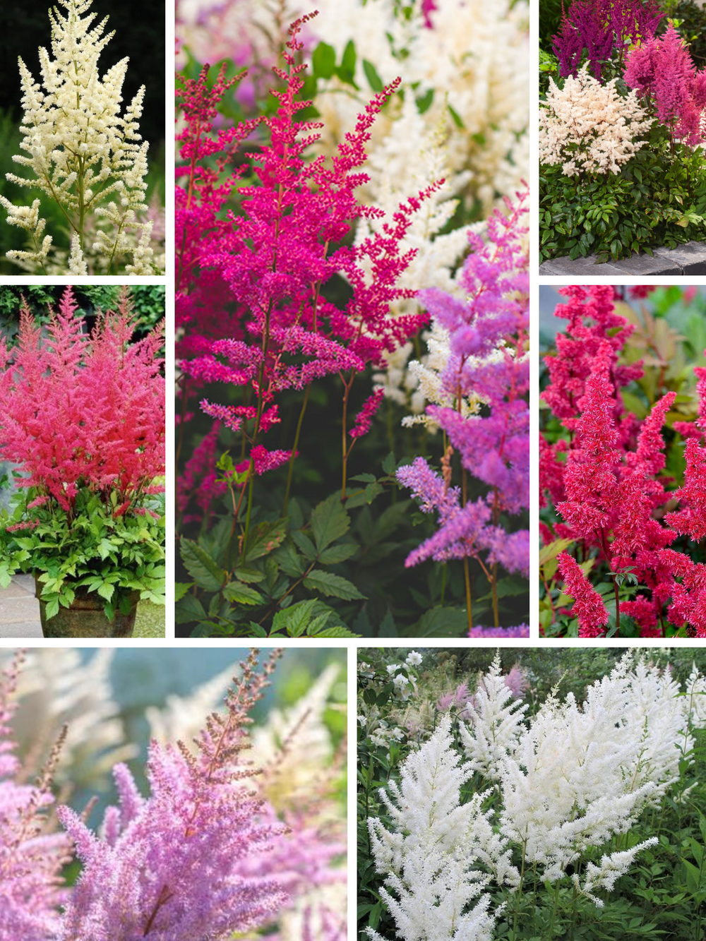 Bulbi Astilbe - Pachet Promotional Mixt - 3 buc