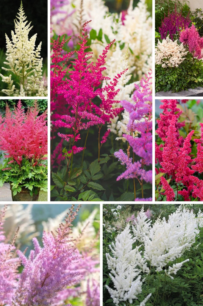 Bulbi Astilbe - Pachet Promoțional Mixt - 3 buc