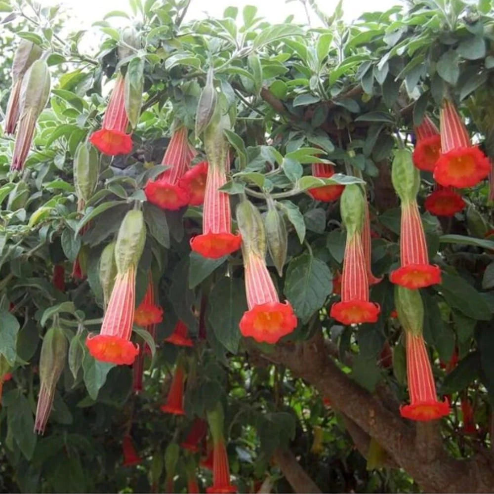 Trompeta Ingerilor "Brugmansia", Rosu, la Ghiveci de 3L, 1 Bucata