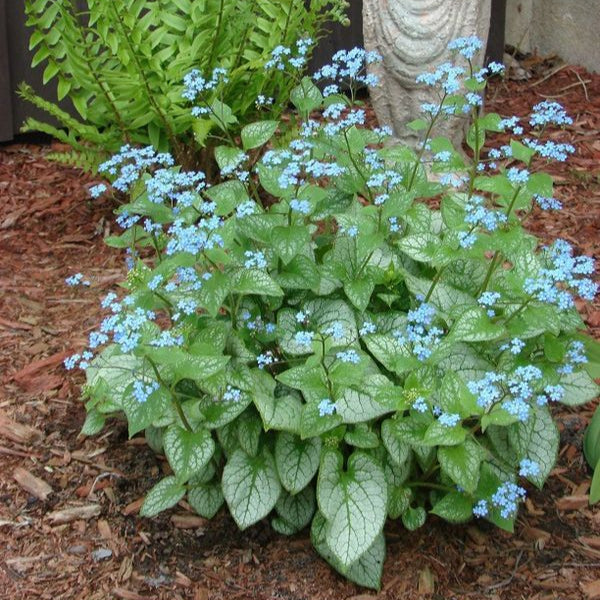 Nu-ma-uita Brunnera Emerald Mist