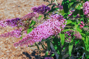 Liliac de Vara "Buddleja Davidii", Roz, la Ghiveci de 3L, 1 Bucata