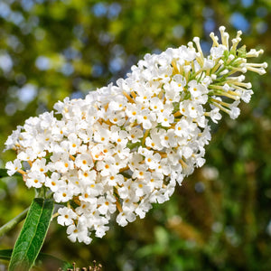 Liliac de Vara "Buddleja Davidii", Alb, la Ghiveci de 3L, 1 Bucata