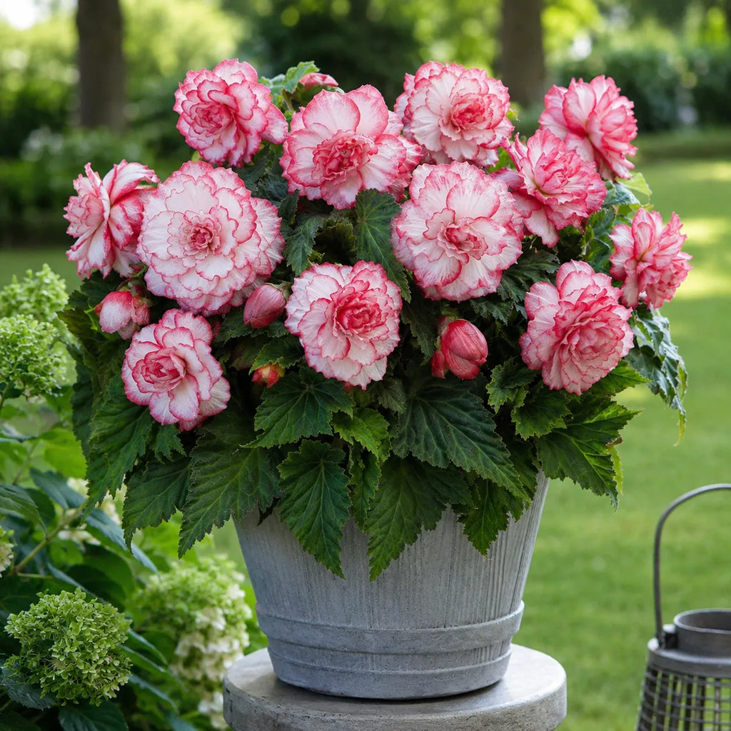 Bulb Begonia Bouton de Rose Roz, floare eleganta cu aspect de boboc de trandafir si inflorire abundenta, ideala pentru ghivece, jardiniere si gradini decorative