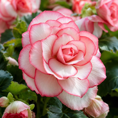 Bulb Begonia Bouton de Rose Roz, varietate cu flori duble roz si forma delicata de trandafir, potrivita pentru balcoane, terase si spatii semiumbrite