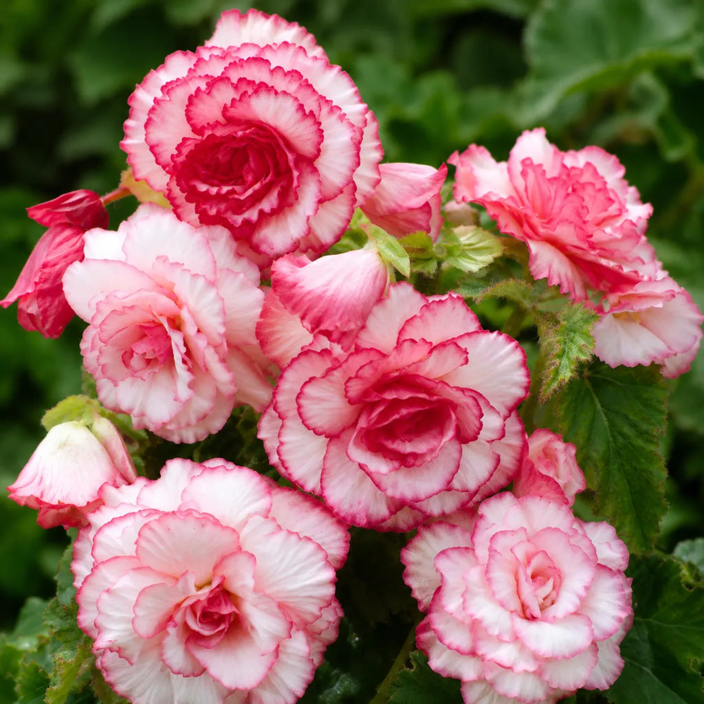 Bulb Begonia Bouton de Rose Roz, soi cu flori elegante in forma de boboc de trandafir si inflorire de lunga durata, ideal pentru amenajarea gradinilor si jardinerelor.