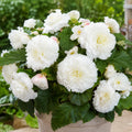Bulb Begonia Double Alb, floare dubla alba cu inflorire abundenta, ideala pentru ghivece, jardiniere, borduri si gradini decorative