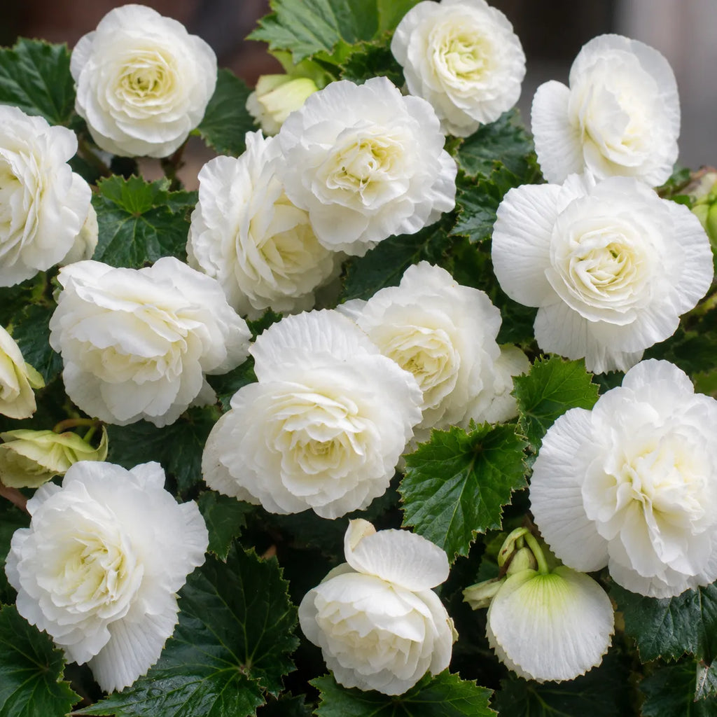 Bulb Begonia Double Alb, varietate cu flori mari, duble si elegante, potrivita pentru balcoane, terase, ghivece si spatii semiumbrite
