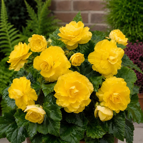 Bulb Begonia Double Galben, floare dubla galben intens cu inflorire abundenta, ideala pentru ghivece, jardiniere, borduri si gradini decorative