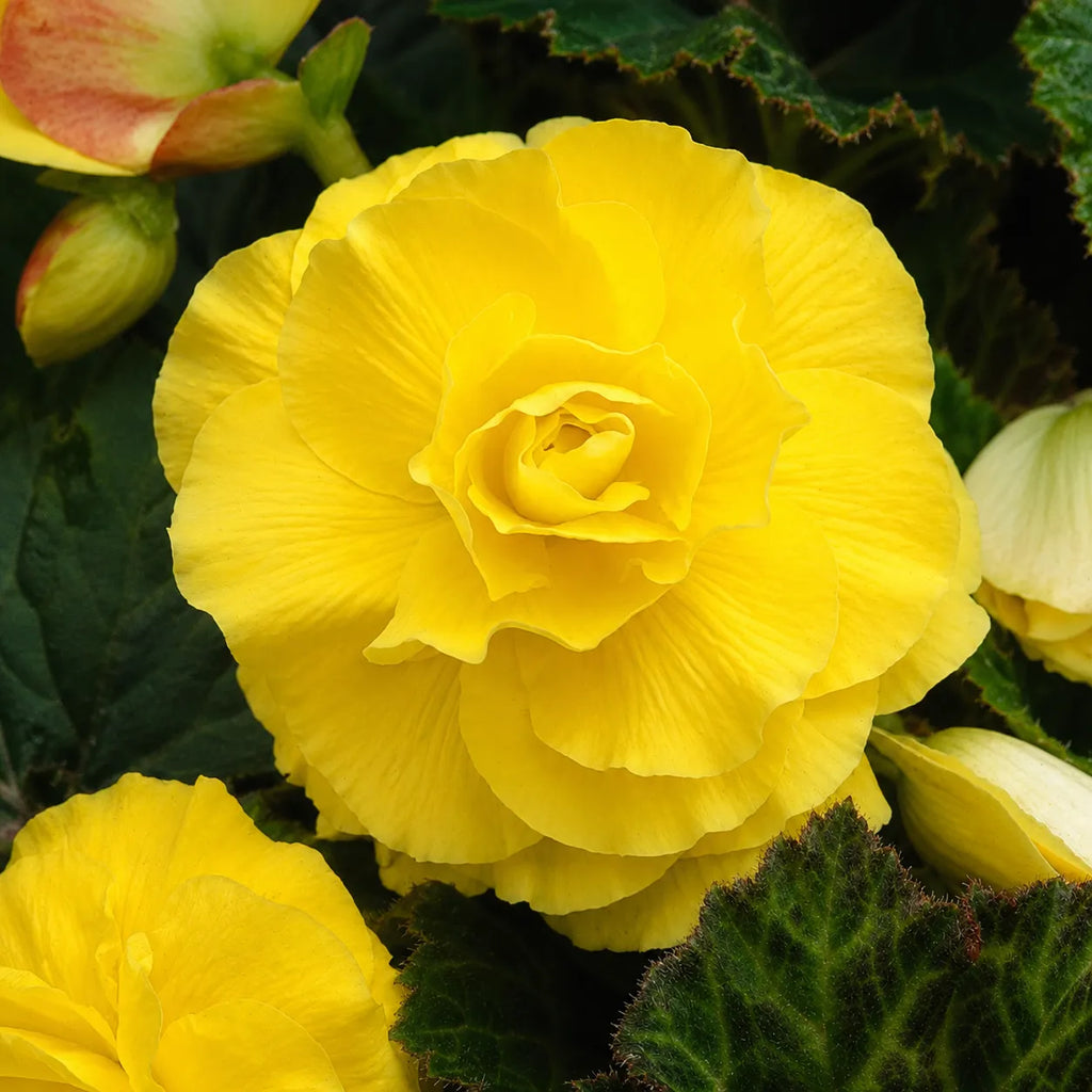 Bulb Begonia Double Galben, varietate cu flori mari, duble si elegante in nuante de galben luminos, potrivita pentru balcoane, terase si spatii semiumbrite