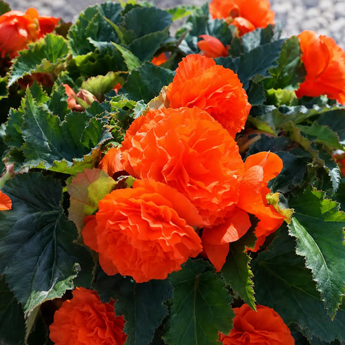 Bulb Begonia Double Portocaliu, floare dubla portocaliu intens cu inflorire abundenta, ideala pentru ghivece, jardiniere, borduri si gradini decorative