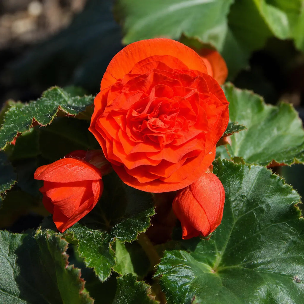 Bulb Begonia Double Portocaliu, varietate cu flori mari, duble si catifelate in nuante vibrante de portocaliu, potrivita pentru balcoane, terase si spatii semiumbrite