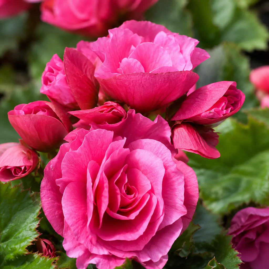 Bulb Begonia Double Roz, varietate cu flori mari, duble si elegante in nuante de roz, potrivita pentru balcoane, terase si spatii semiumbrite