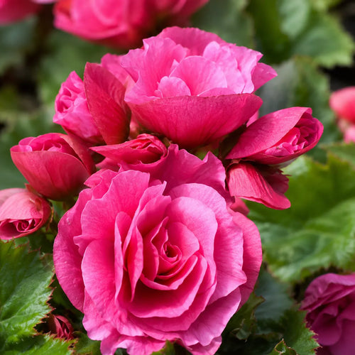 Bulb Begonia Double Roz, varietate cu flori mari, duble si elegante in nuante de roz, potrivita pentru balcoane, terase si spatii semiumbrite