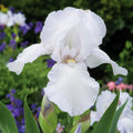 Bulb Iris Germanica Bianca, 1 buc, soi cu flori mari catifelate de un alb pur, ideal pentru borduri, ronduri si gradini elegante