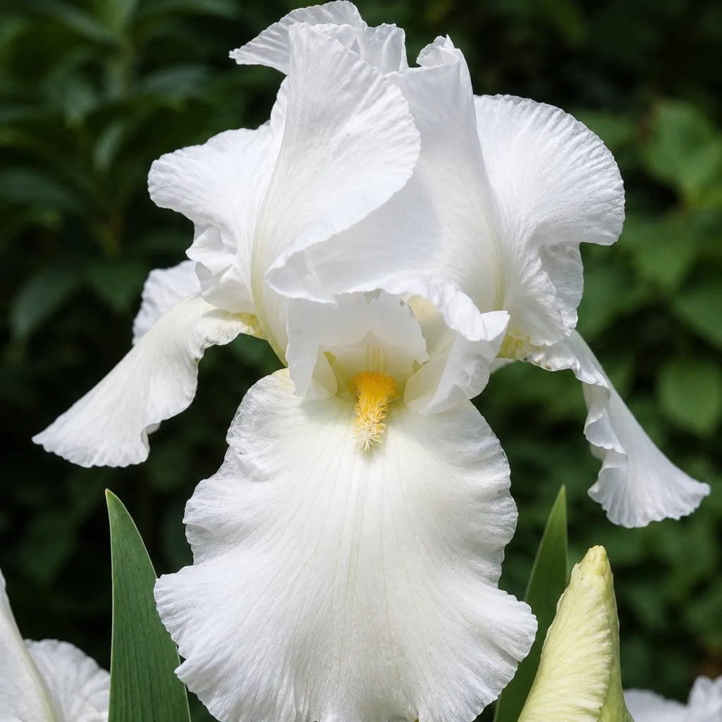 Bulb Iris Germanica Bianca, iris germanica cu flori elegante de culoare alb pur, recomandat pentru borduri, straturi de flori si buchete naturale