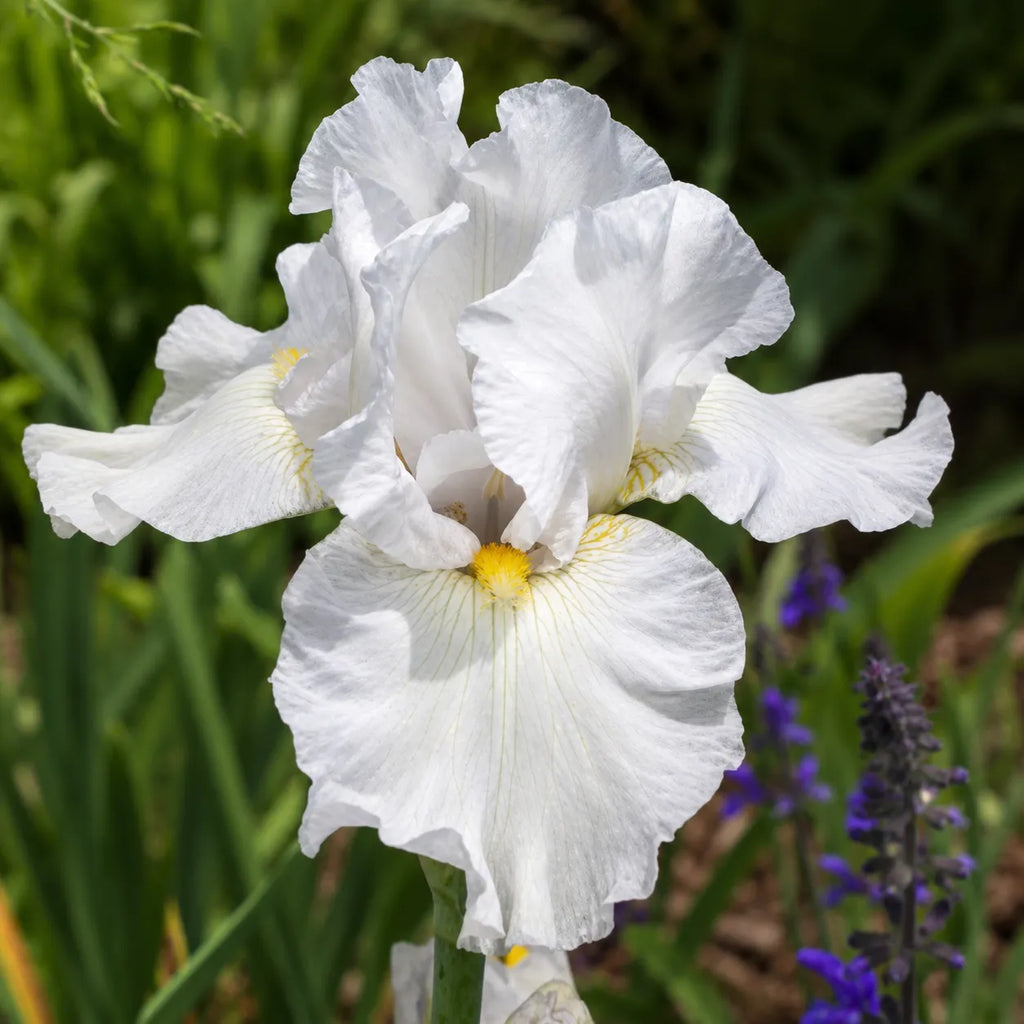 Bulb Iris Germanica Bianca Alb, varietate perena cu flori albe spectaculoase si inflorire de primavara, perfecta pentru amenajarea gradinilor decorative